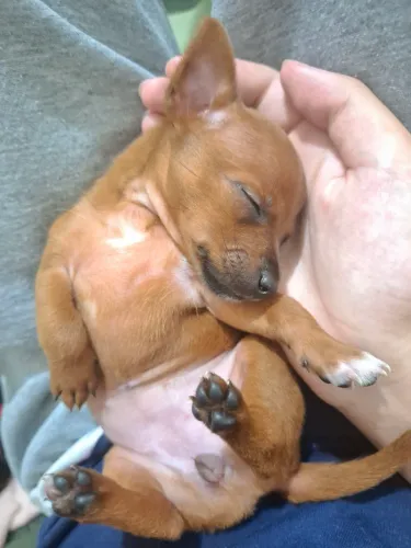 pinscher 01 fêmea