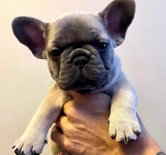 Vendo filhote de buldogue francês