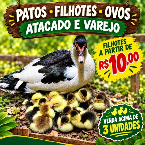 PATOS ATACADO E VAREJO patos, filhotes e ovos.