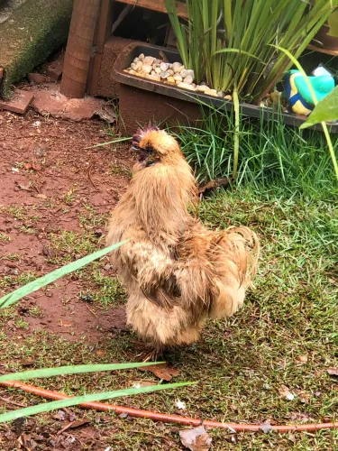 Macho raça sedosa