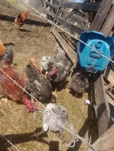 Frangos caipirão ,bem graúdos