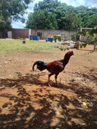 Vendo frangos caipira 