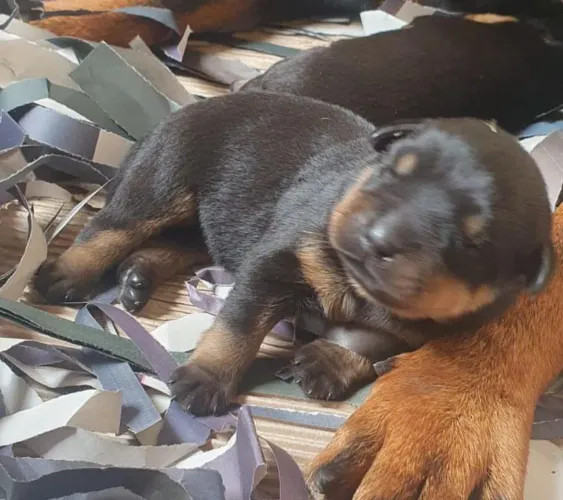 Filhote rottweiler, Os filhotinhos mais encantadores esperam por você!