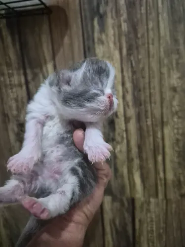Filhotes de gatos persas para reserva zap *