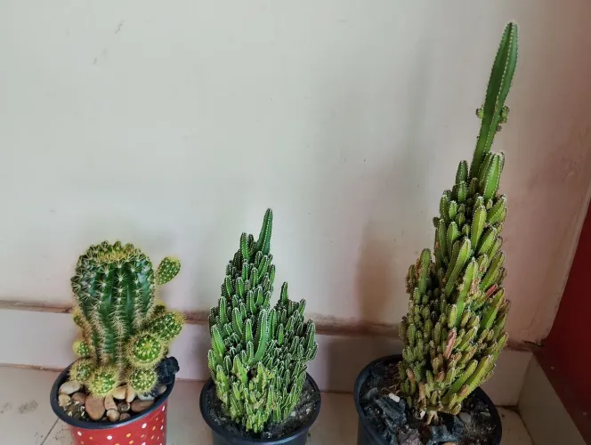 Plantas