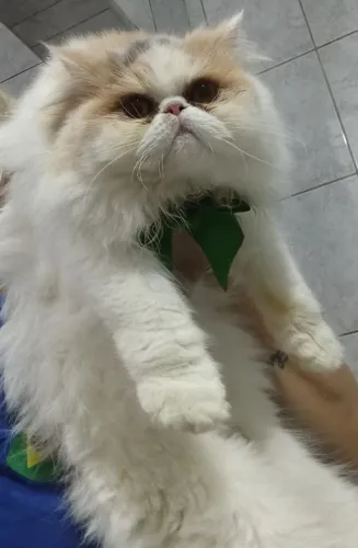 Gata persa fêmea