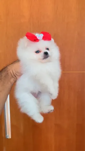 Spitz Alemão filhotes disponíveis prontos para novo lar