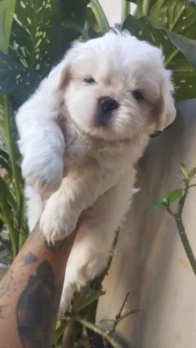 Vendo filhote de Shitzu já vermífugados com um mês e pouco, valor 800, whatsapp *