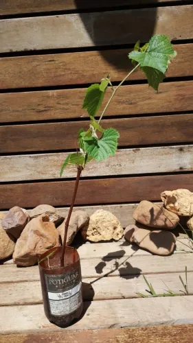 Muda de uva niagra