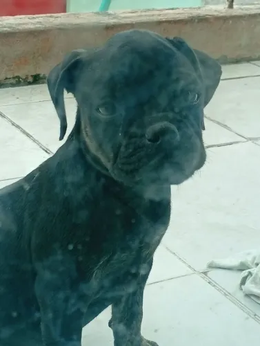 Raça Pug fêmea 