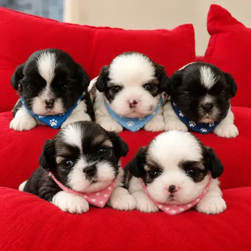 Shih-tzu Filhotes Machos e Fêmeas - Lindíssimos e Saudáveis