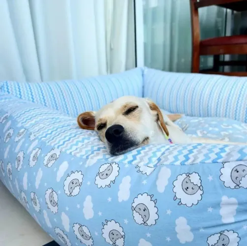 Camas pet + almofadas de brinde