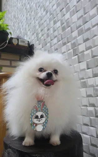 Spitz Alemão anão (lulu)