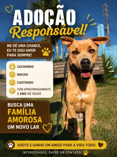 Cachorro