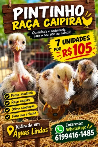 Pintinho caipira