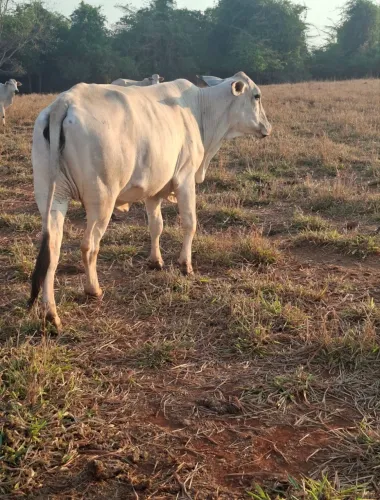 vaca e de leite, Previsão para parir em dezembro