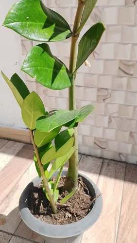 ? Zamioculca Grande com Vaso Simples ? 2 Mudas 