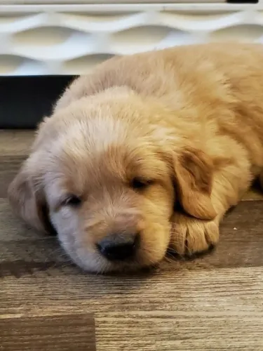 Golden retriever companheiro ideal