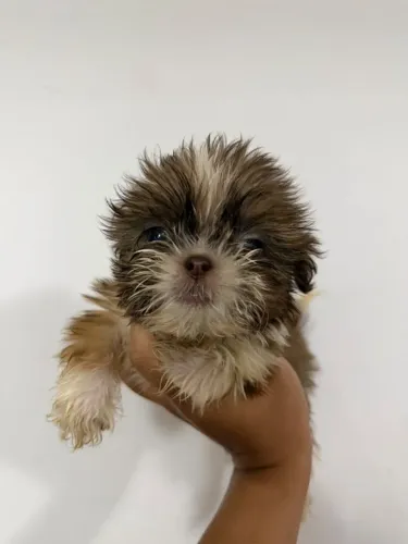 Filhote de shihtzu fêmea