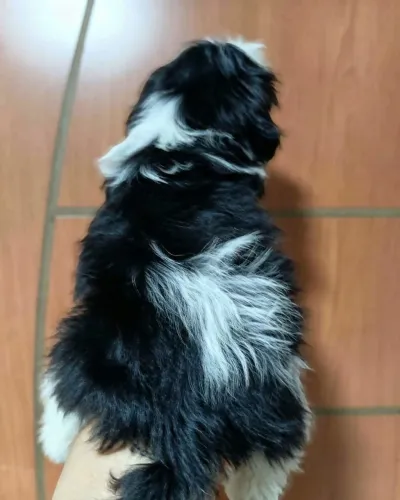Machinho shitizu padrao da raça