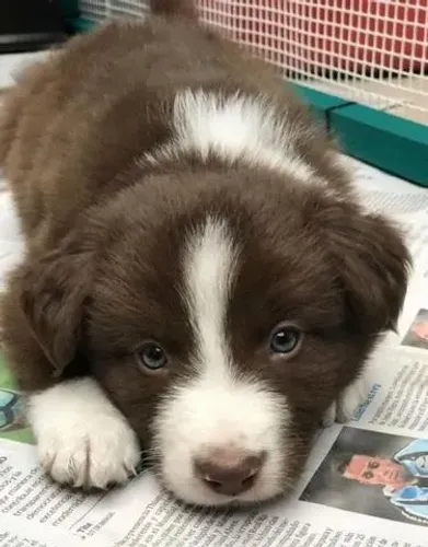 Inteligência e fofura em quatro patas ? Border Collie até 12x sem juros