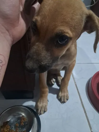 Cachorrinha Fêmea filhote