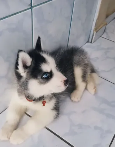Husky siberiano