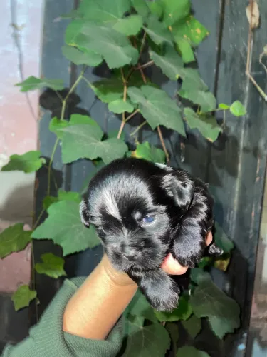Filhotes de Shih Tzu lindos e cheios de carinho procurando um novo lar