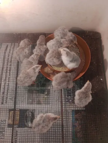 Pintinhos de angolistas