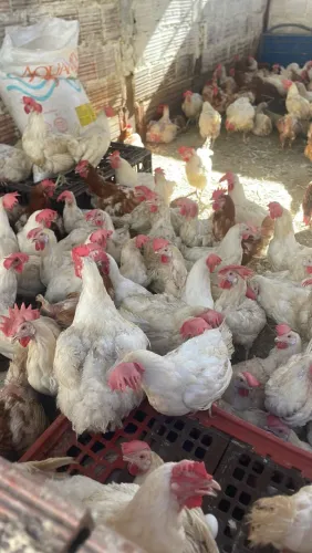 Galo e galinha matriz 