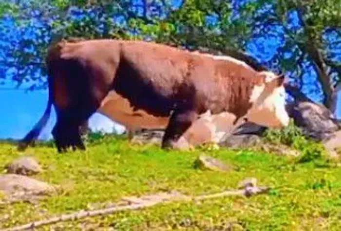 Touro Hereford 