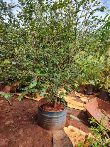 PLANTAS FRUTÍFERAS