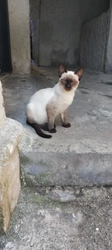 Doação de Gatos!!!