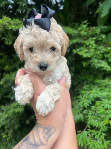 Poodle toy macho branco
