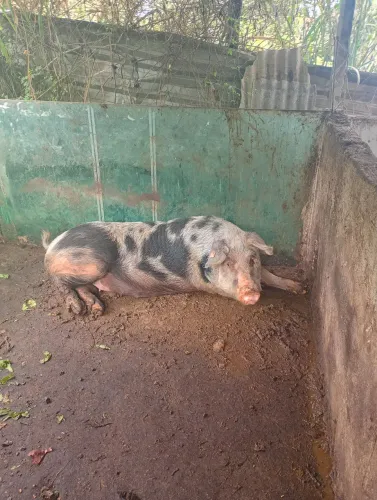 Porca