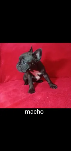 Vende se filhotes de Buldogue Francês machos
