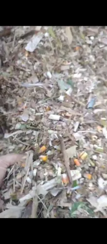 Silagem de milho com espiga em Recife