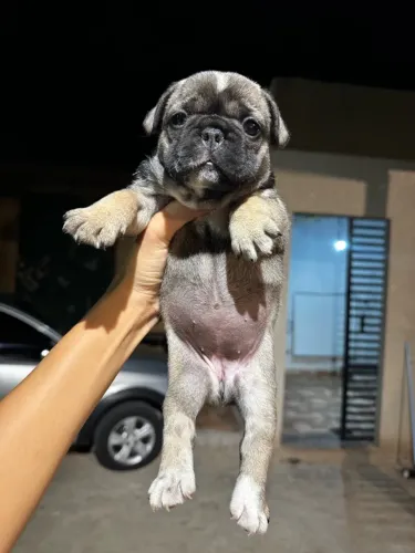 Bulldog francês fêmea exótica para reserva