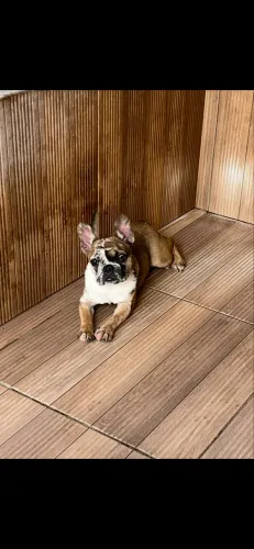 Bulldog Merle