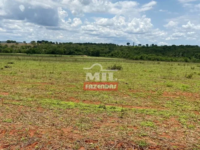 Fazenda 8 Alqueires (38,72 Hectares) Mairipotaba - GO