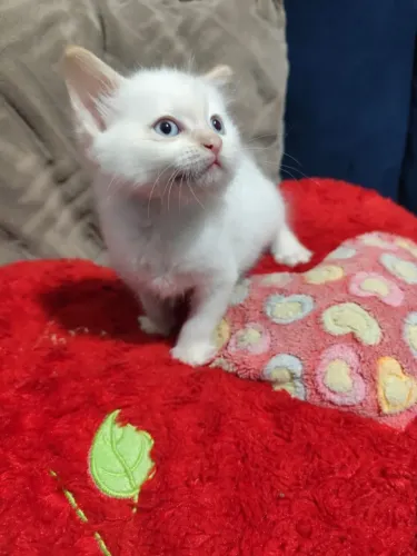 Lindo Machinho Mix Angorá