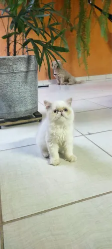 Filhotes gatinhos persas macho e femea