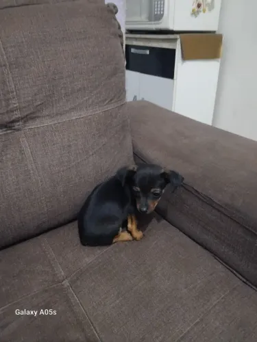 Cachorrinho pinsher macho