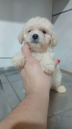 POODLE MACHO 