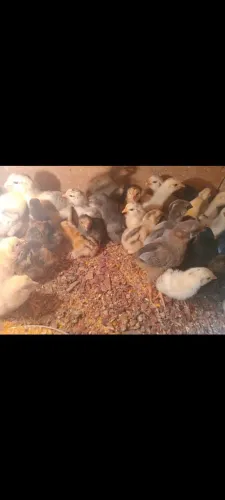 Pintinhos poedeira ovos azul
