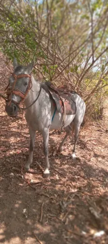 Cavalo a venda