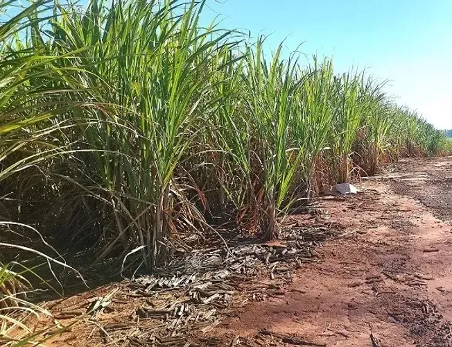 CANA - Planta 100% - Área Rural 11 Alqueires