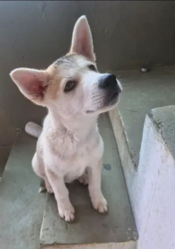 Filhote cachorro Akita 