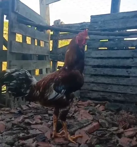 Galo índio gigante