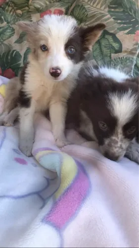 Border collie fêmea 